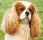 Cavalier King Charles Spaniel