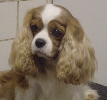 Eng Ch Craigowl Silkience