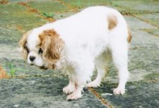 Cavalier King Charles Spaniels in the 