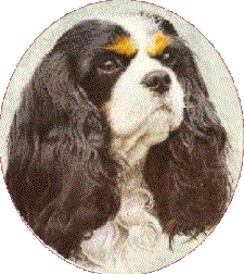 cavalier