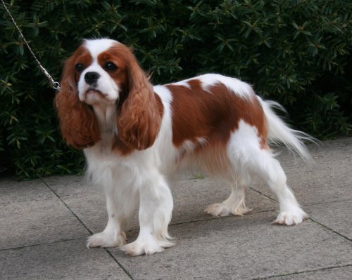 Best Puppy in Show 