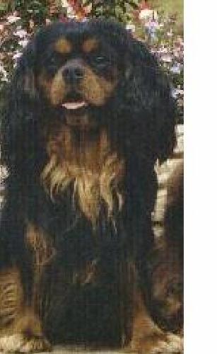 black and tan