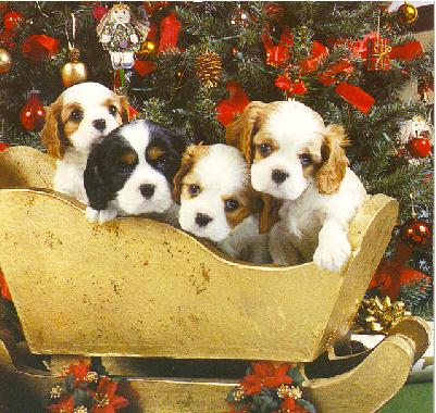 pup xmas