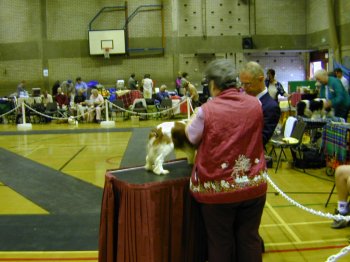 Dog judging