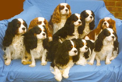 Honeybet Cavaliers