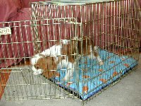 Collapsible Metal Cage